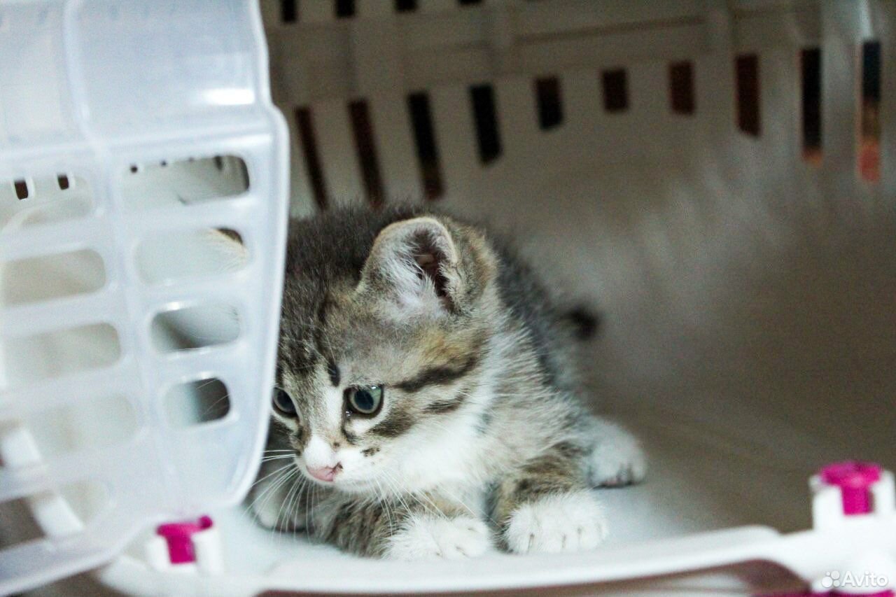 Котята 1,5 месяца купить на Зозу.ру - фотография № 8