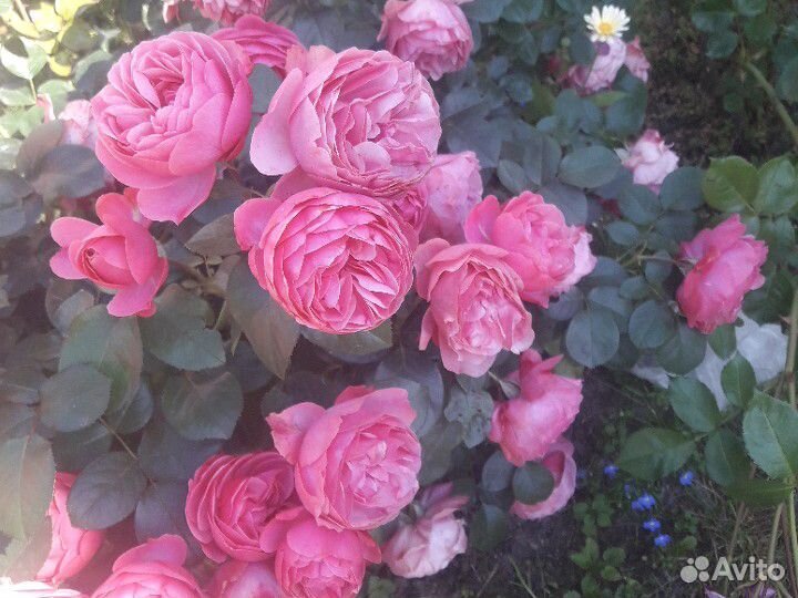 Черенок розы "Леонардо да Винчи" купить на Зозу.ру - фотография № 1