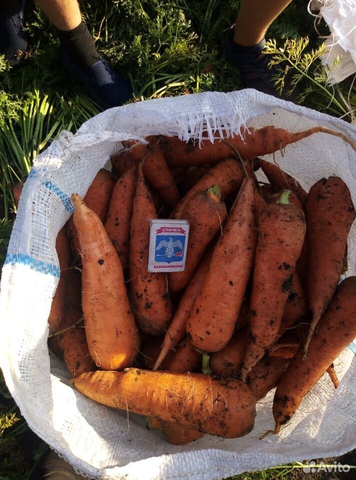 Морковь купить на Зозу.ру - фотография № 3
