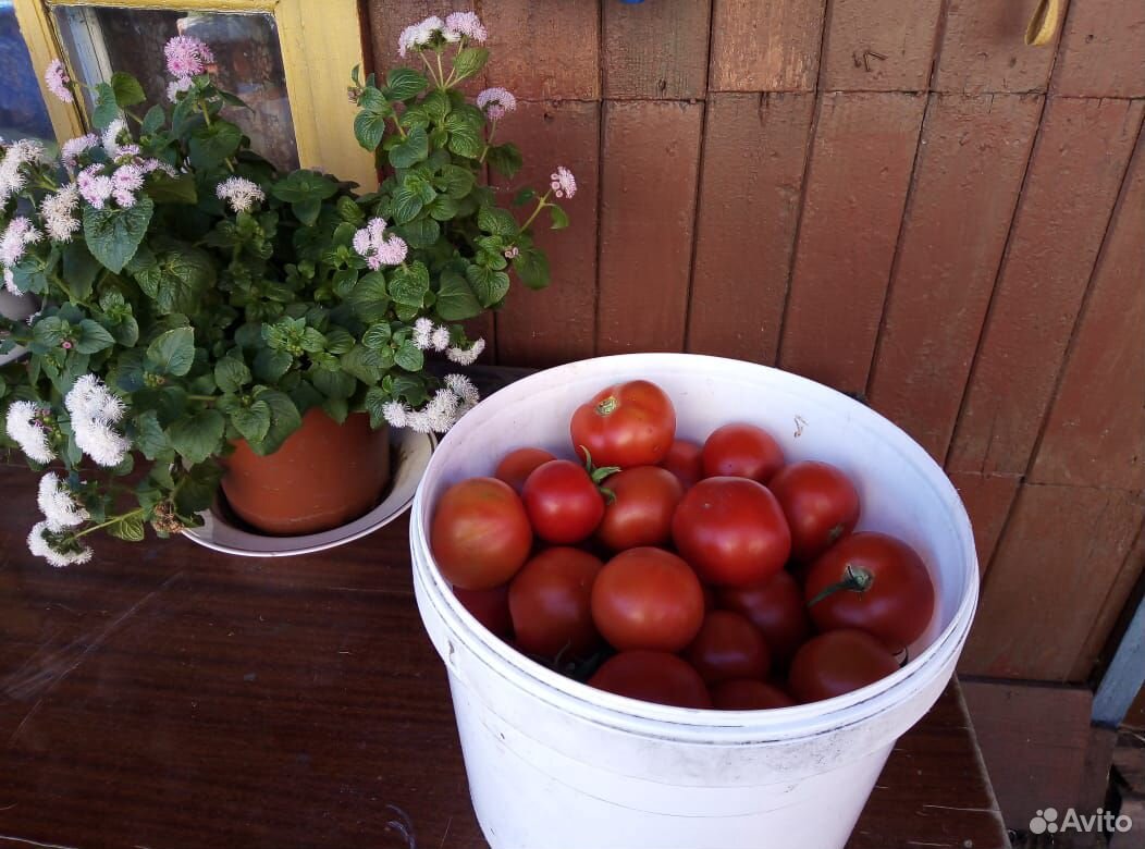 Продам помидоры купить на Зозу.ру - фотография № 1