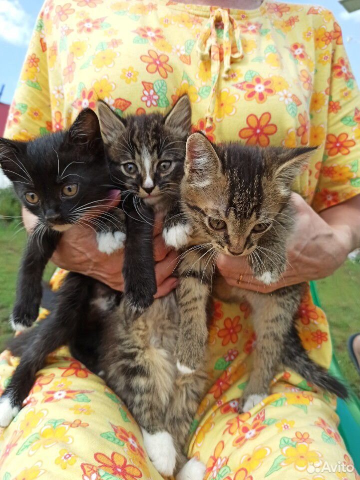 Кошка, котята, котенок, котики купить на Зозу.ру - фотография № 1
