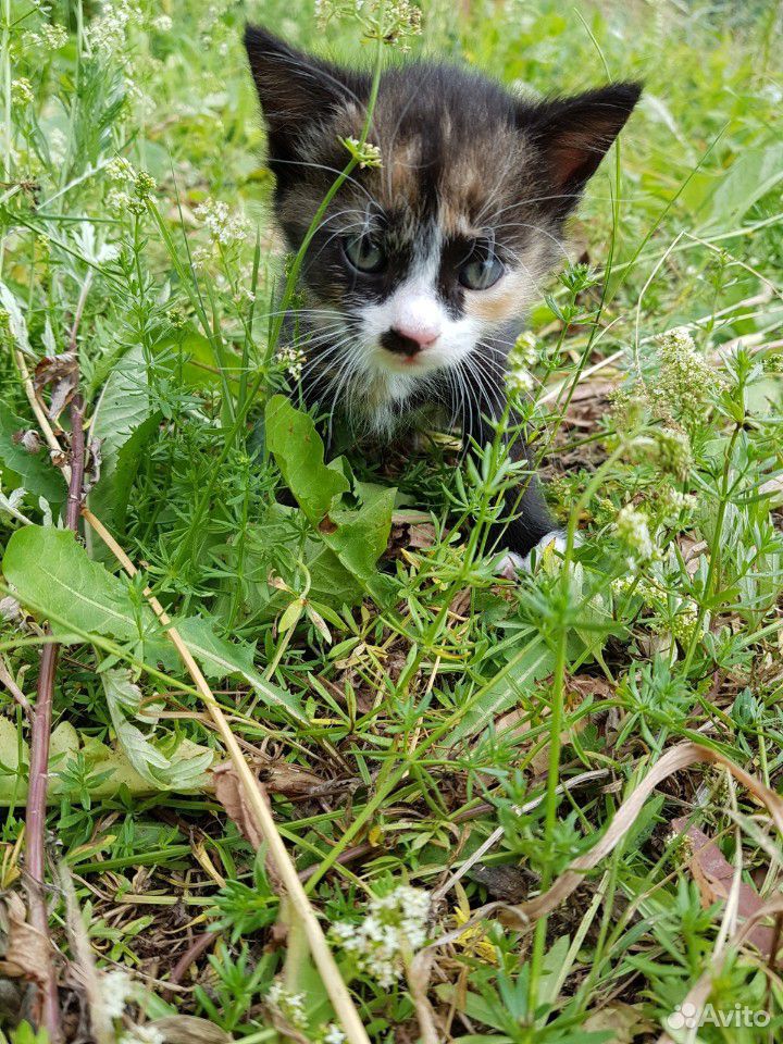 Котёнок трёхцветный девочка купить на Зозу.ру - фотография № 1