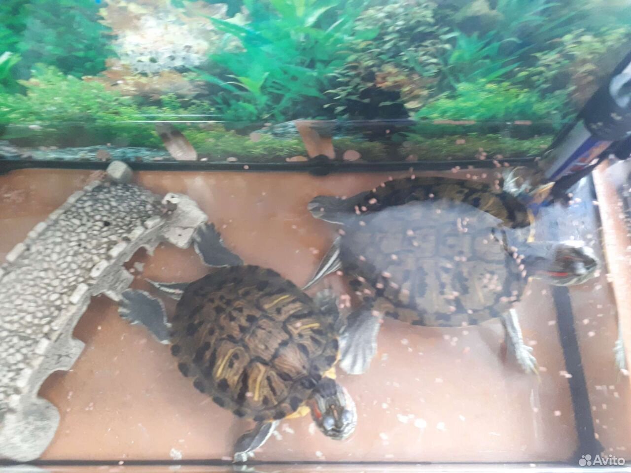 Красноухих черепахи купить на Зозу.ру - фотография № 2