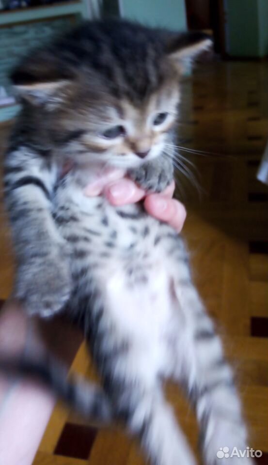 Котята от полуперсидской кошки купить на Зозу.ру - фотография № 1