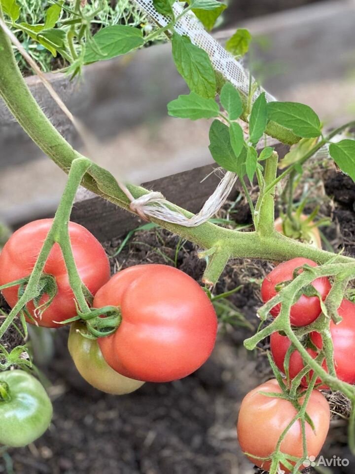 Домашние помидоры купить на Зозу.ру - фотография № 2