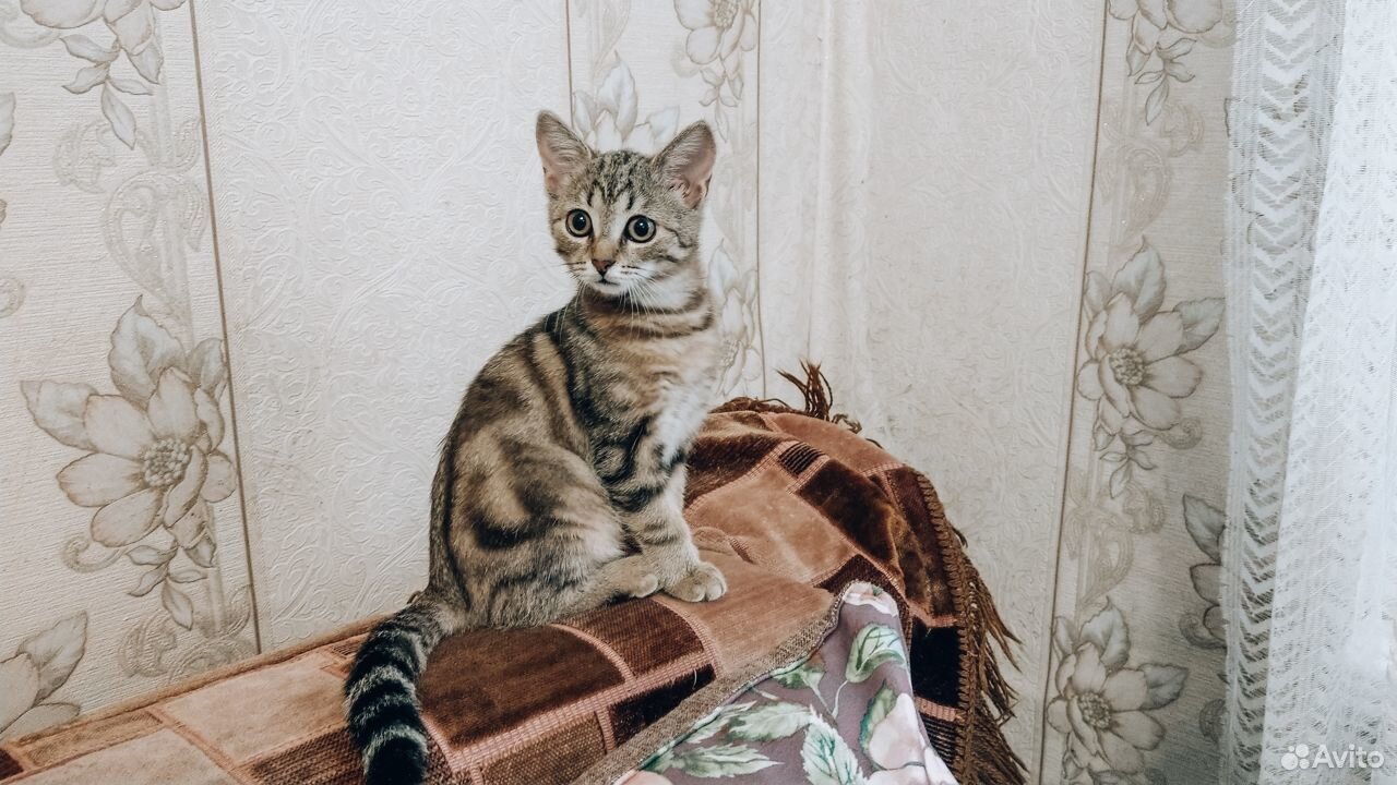 Очаровательный котёнок в добрые руки купить на Зозу.ру - фотография № 1