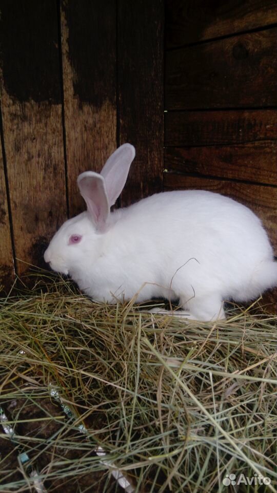 Кролики породы белый паннон купить на Зозу.ру - фотография № 4