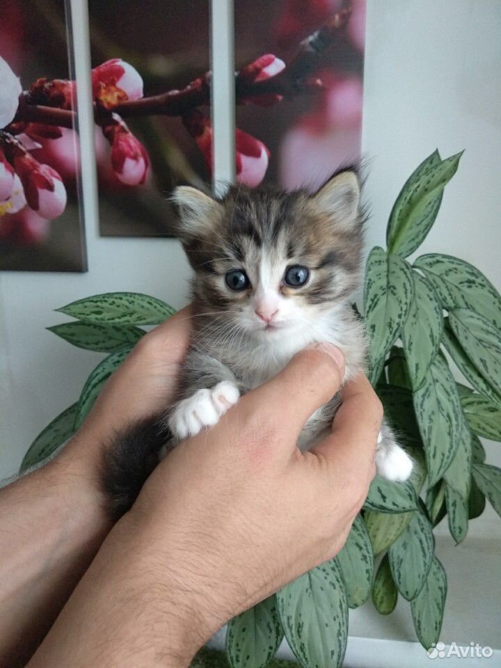 Котёнок (1 месяц) купить на Зозу.ру - фотография № 1