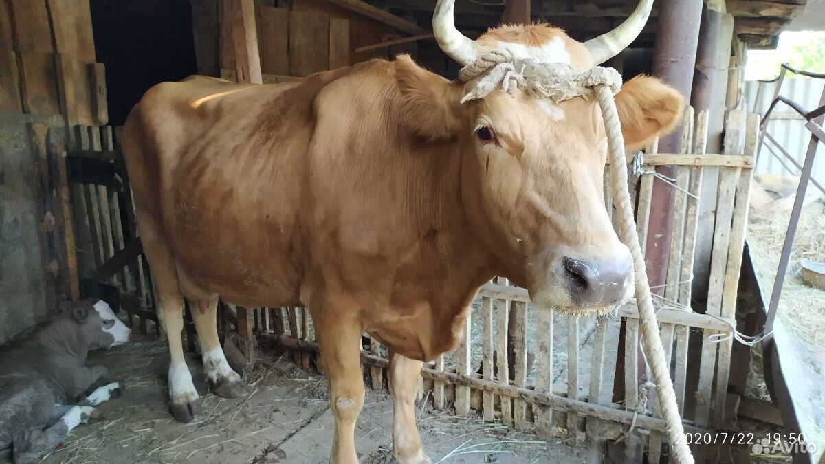 Корова с теленком (бычок) купить на Зозу.ру - фотография № 2