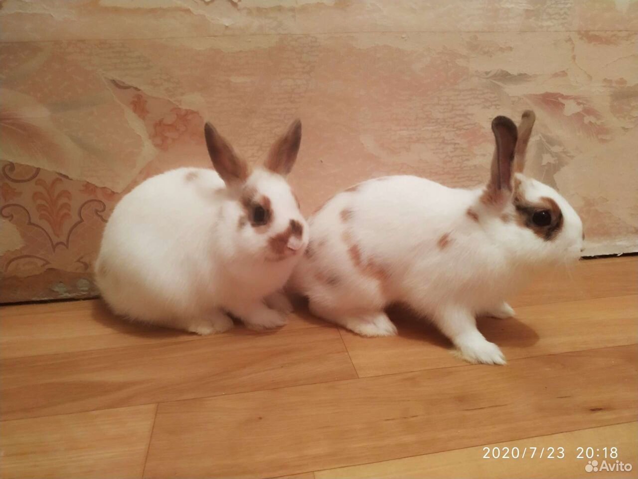 Крольчата, кролики купить на Зозу.ру - фотография № 1