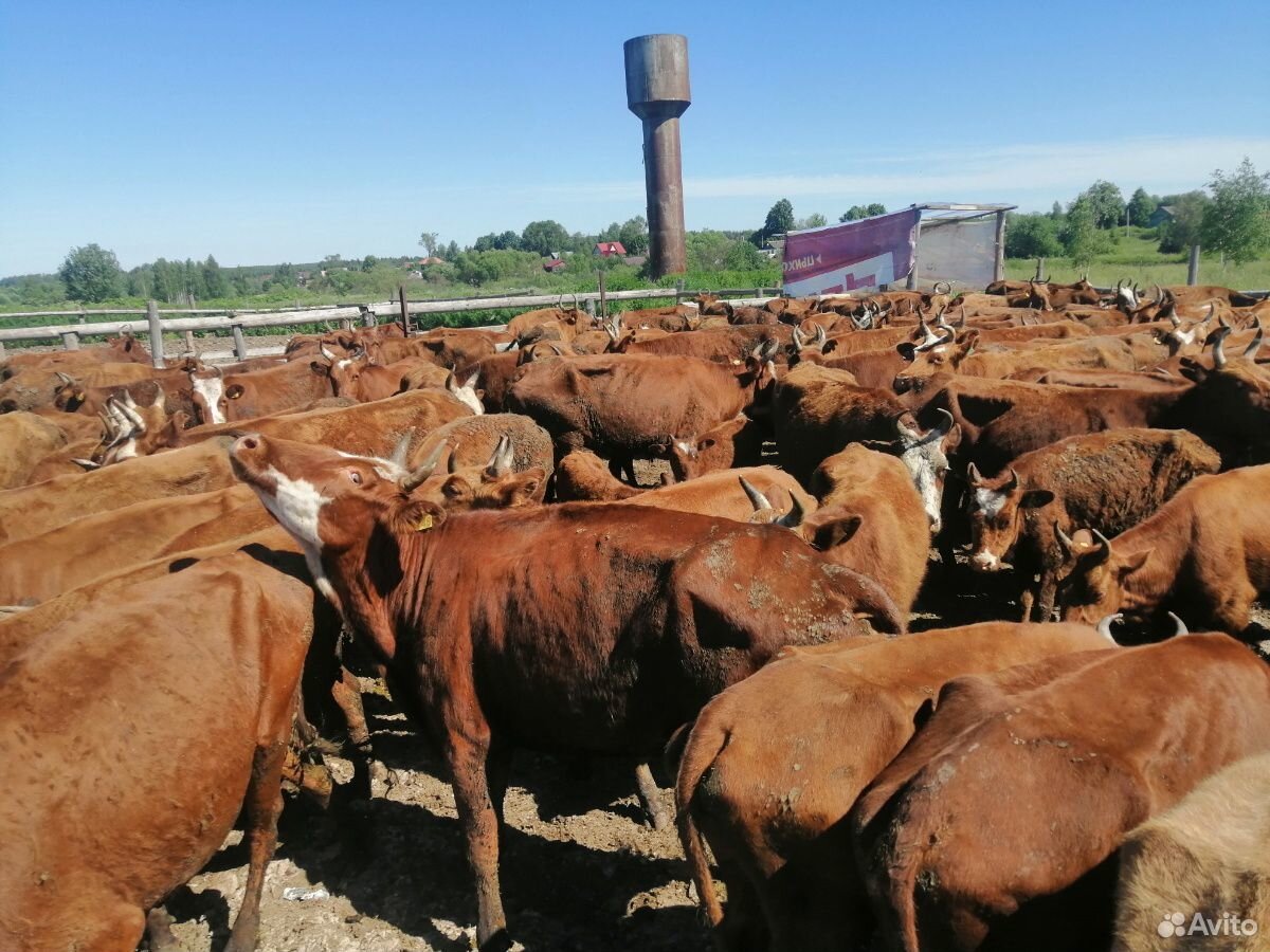 Коровы, быки купить на Зозу.ру - фотография № 2