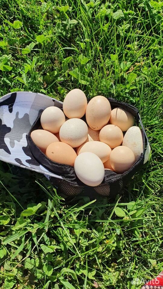 Яйцо куриное домашнее деревенкое купить на Зозу.ру - фотография № 4