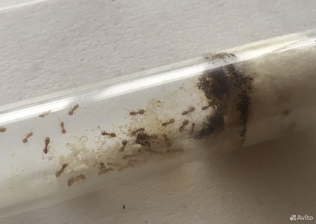 Муравьи Lasius flavus 50+ рабочих