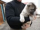 Среднеазиатская овчарка объявление продам