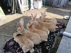 Кролики породы ризен, ризен голд,фландр объявление продам