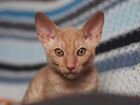 Кремовый котенок корниш-рекс объявление продам