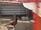 Охотничий фазан объявление продам