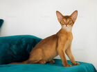 Абиссинские котята от профессионального питомника объявление продам