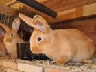 Кролики и крольчата разных мясных пород объявление продам
