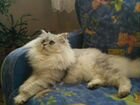 Котята персидской шиншилы объявление продам