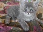 Котёнок сибирской породы объявление продам