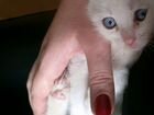 Котенок белый голубоглазый объявление продам