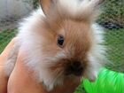 Кролик карликовый мальчик объявление продам