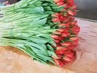 Тюльпаны оптом по Иркутской области объявление продам