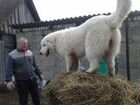 Мареммо абруцкая овчарка объявление продам