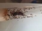 Муравьи, муравьиная колония Messor Structor муравь объявление продам