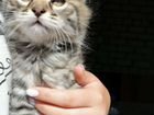 Продам котёнка курильского бобтэйла объявление продам