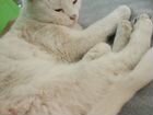 Турецкая ангора кошка стерилизованная объявление продам