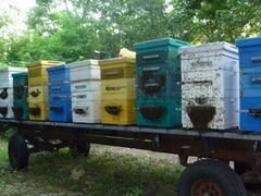 Пчелы породистые, с ульями