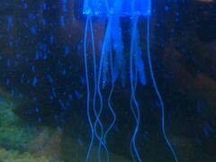 Силиконовая медуза в аквариум