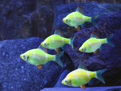 Декоративные аквариумные рыбки