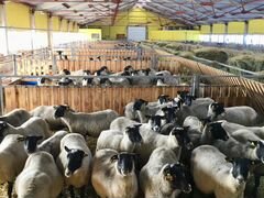 Ягнята, ярки, бараны и овцы Романовской породы