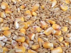 Пшеница, кукуруза на корм с/х животным