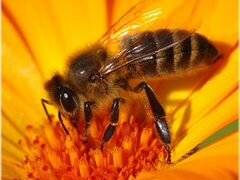 Продам пчелосемьи и отводки