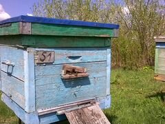 Пчёлы на высадку