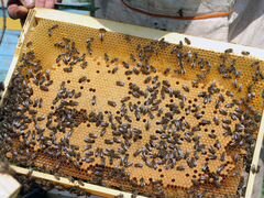 Пчёлы Пчелосемьи