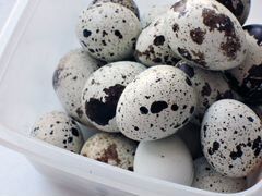 Перепелиные яйца инкубационные,диетический продукт