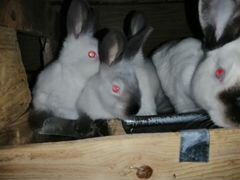 Кролики калифорнийские 1-2 месяца