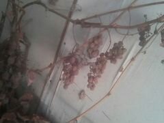 Виноград куст с корнями