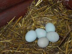Яйцо гусиное инкубационное (Линда крупная)