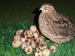 Инкубационное яицо перепелов