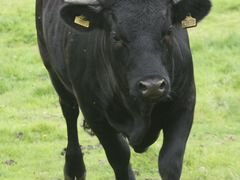 Продам быков живым весом