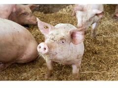 Продам домашних свиней на мясо, тушки по 60 кг. це