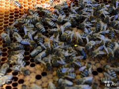 Пчелопакеты, пчелы украина