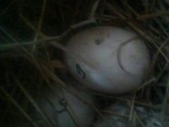 Яйца гусей Линда и гусак