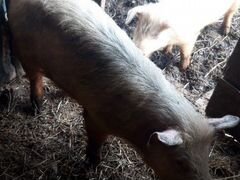 Продаются свиньи торг уместен 6-7 мес